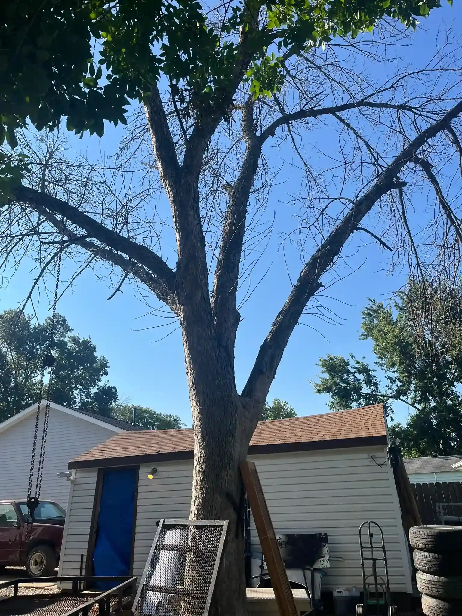 Tree 7