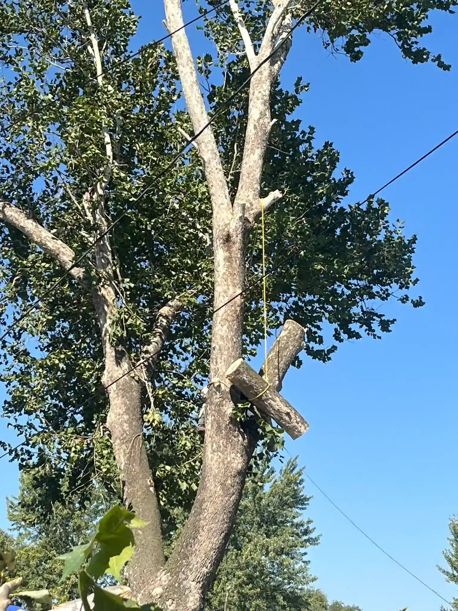 Tree 10