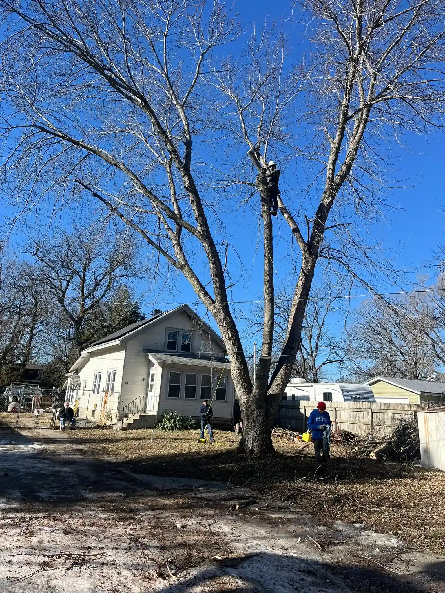 Tree 11
