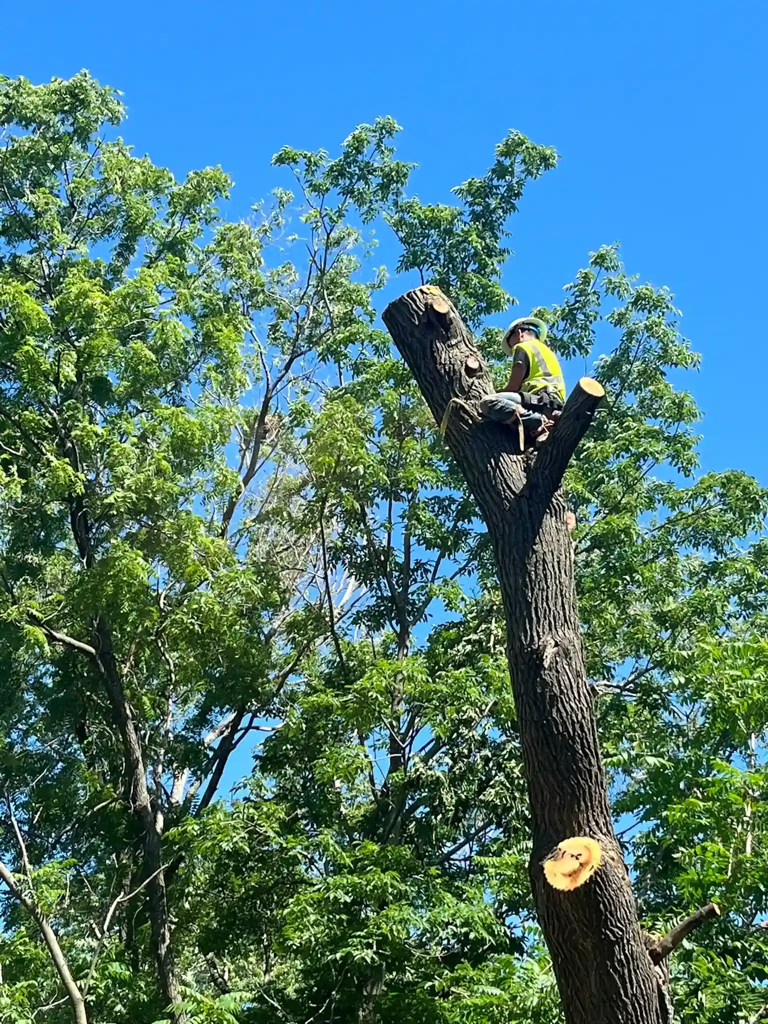 Tree 1