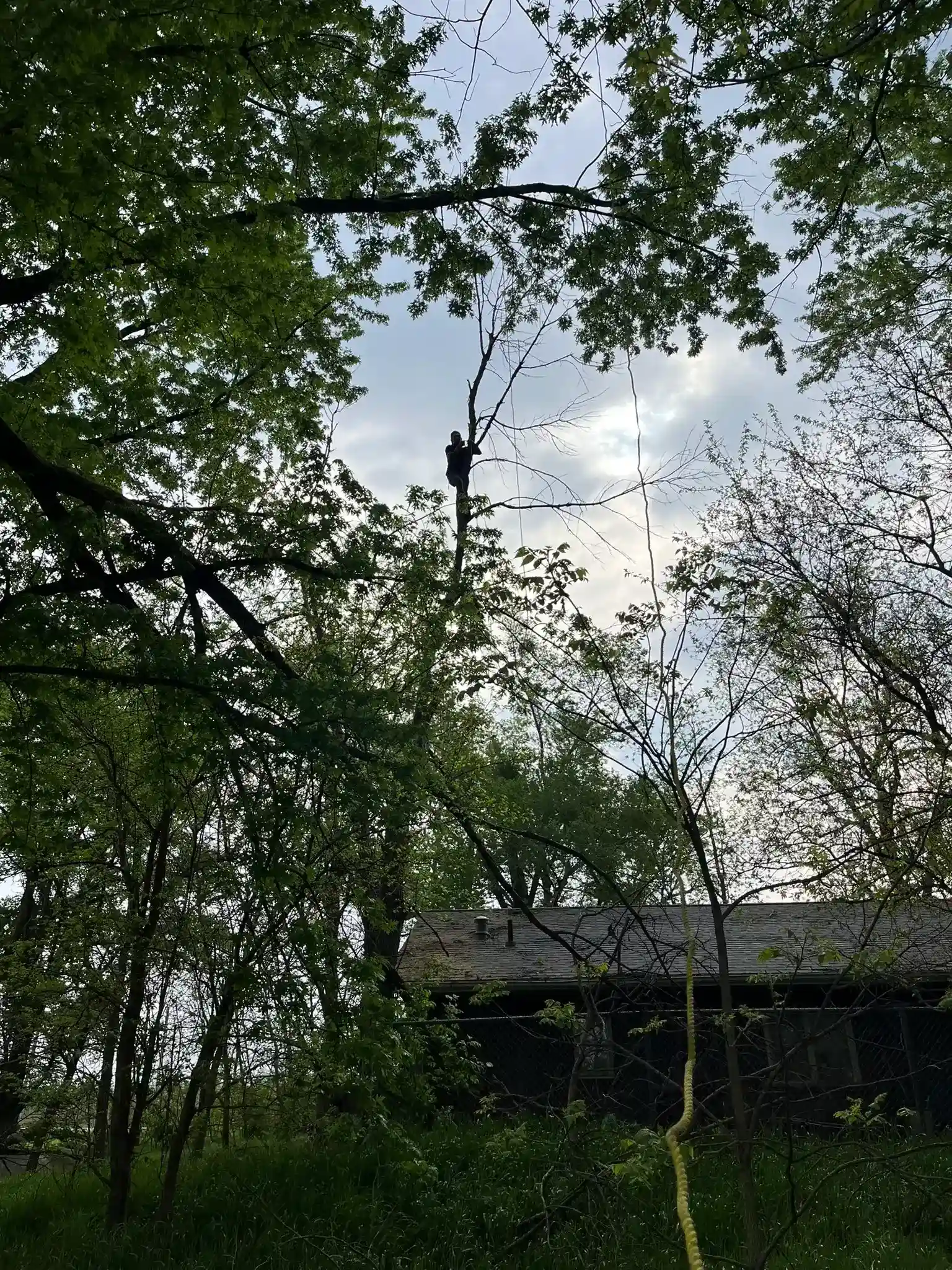 Tree 16