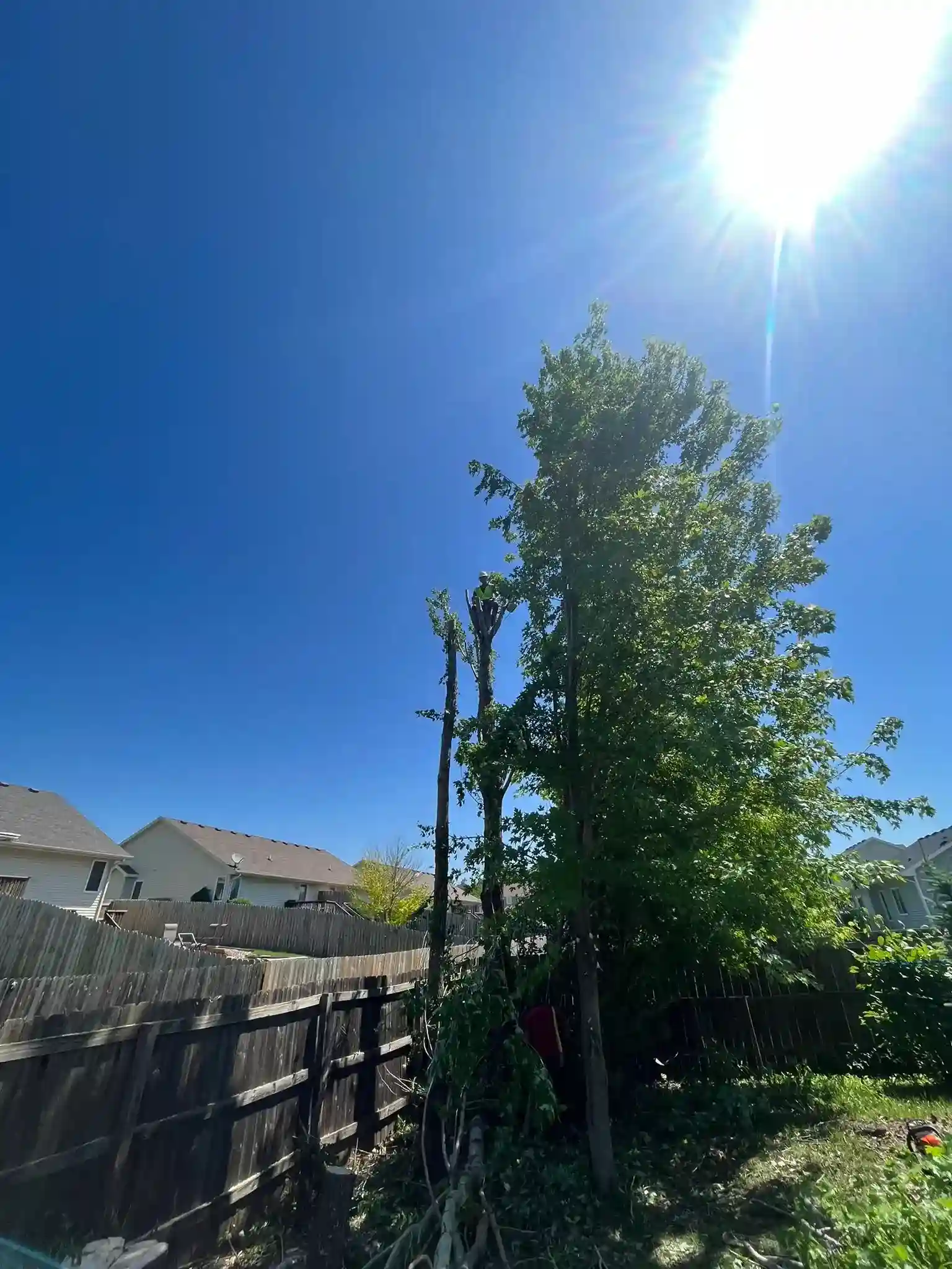 Tree 2