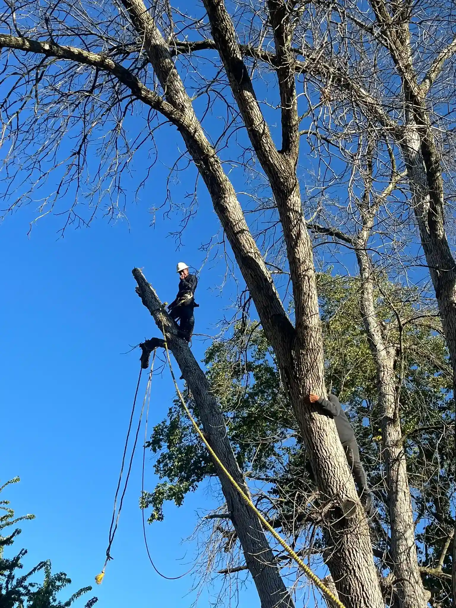 Tree 4
