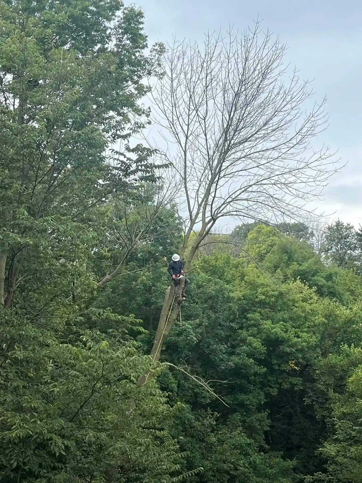 Tree 12