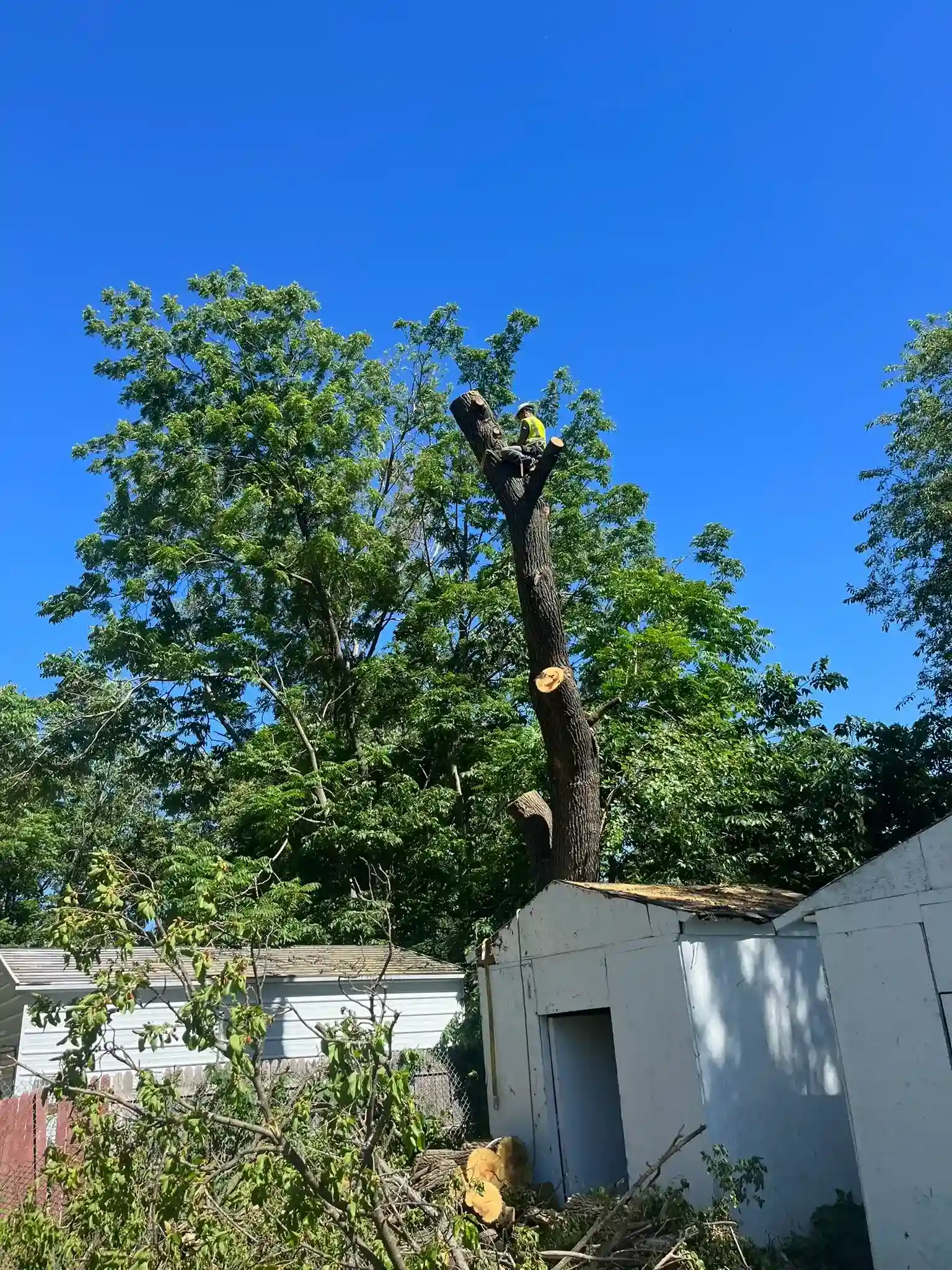 Tree 14