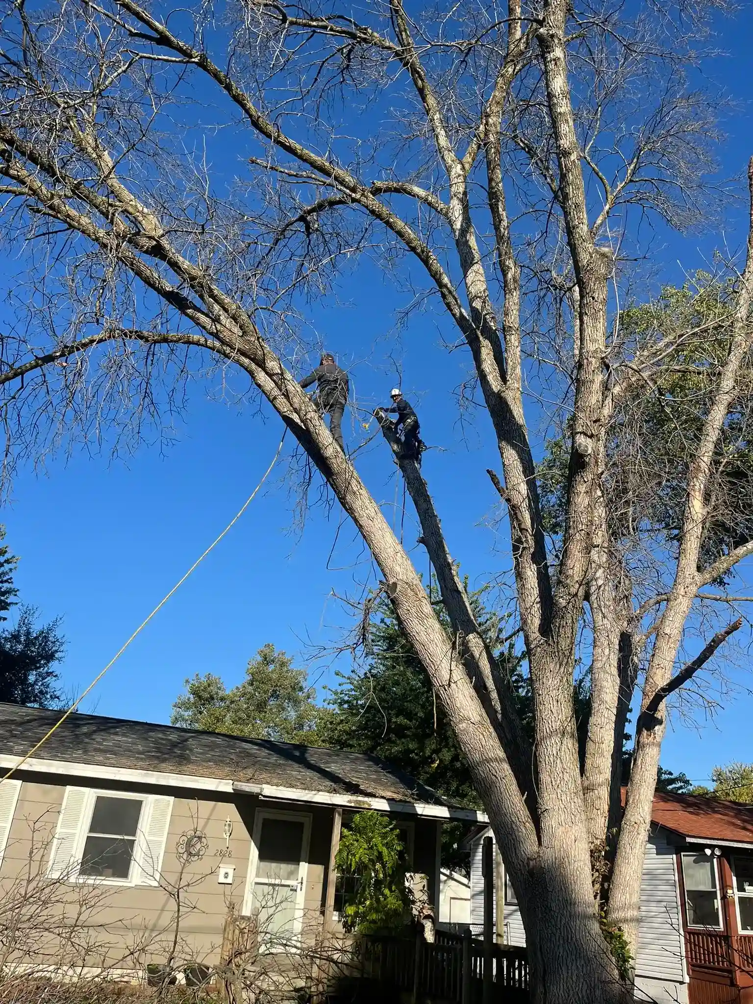 Tree Removal Service in Iowa