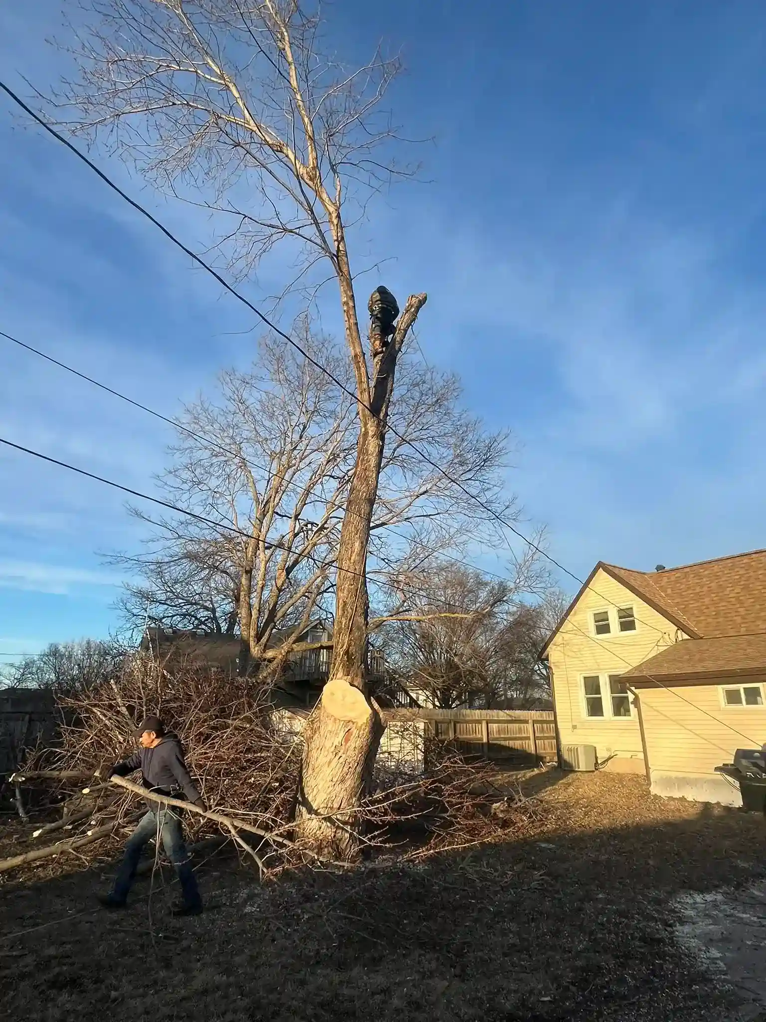 Tree 18