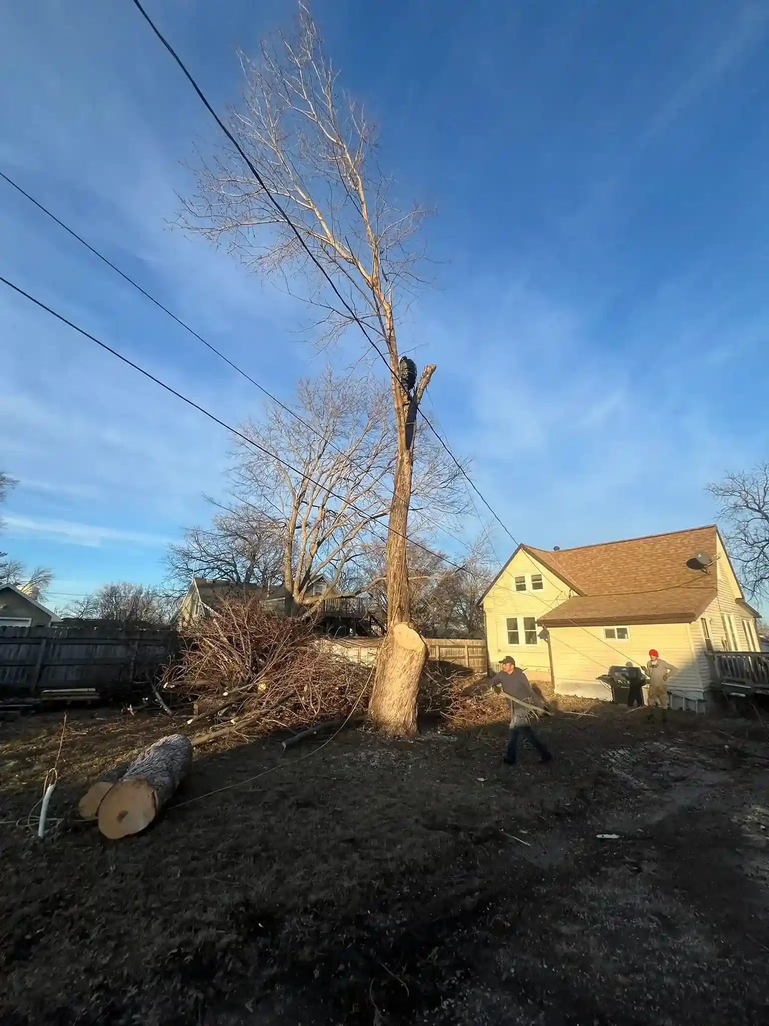 Tree 19