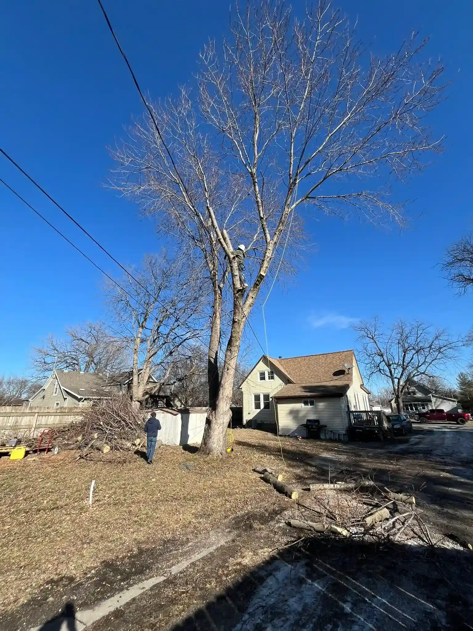 Tree 20