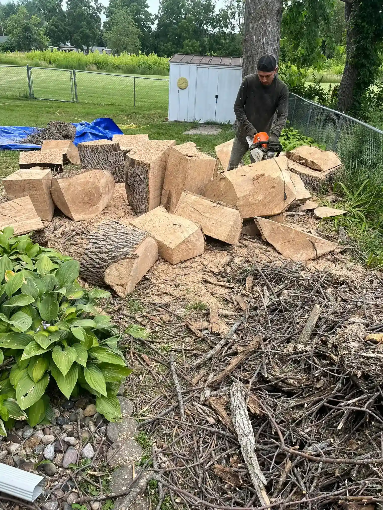 Tree 25