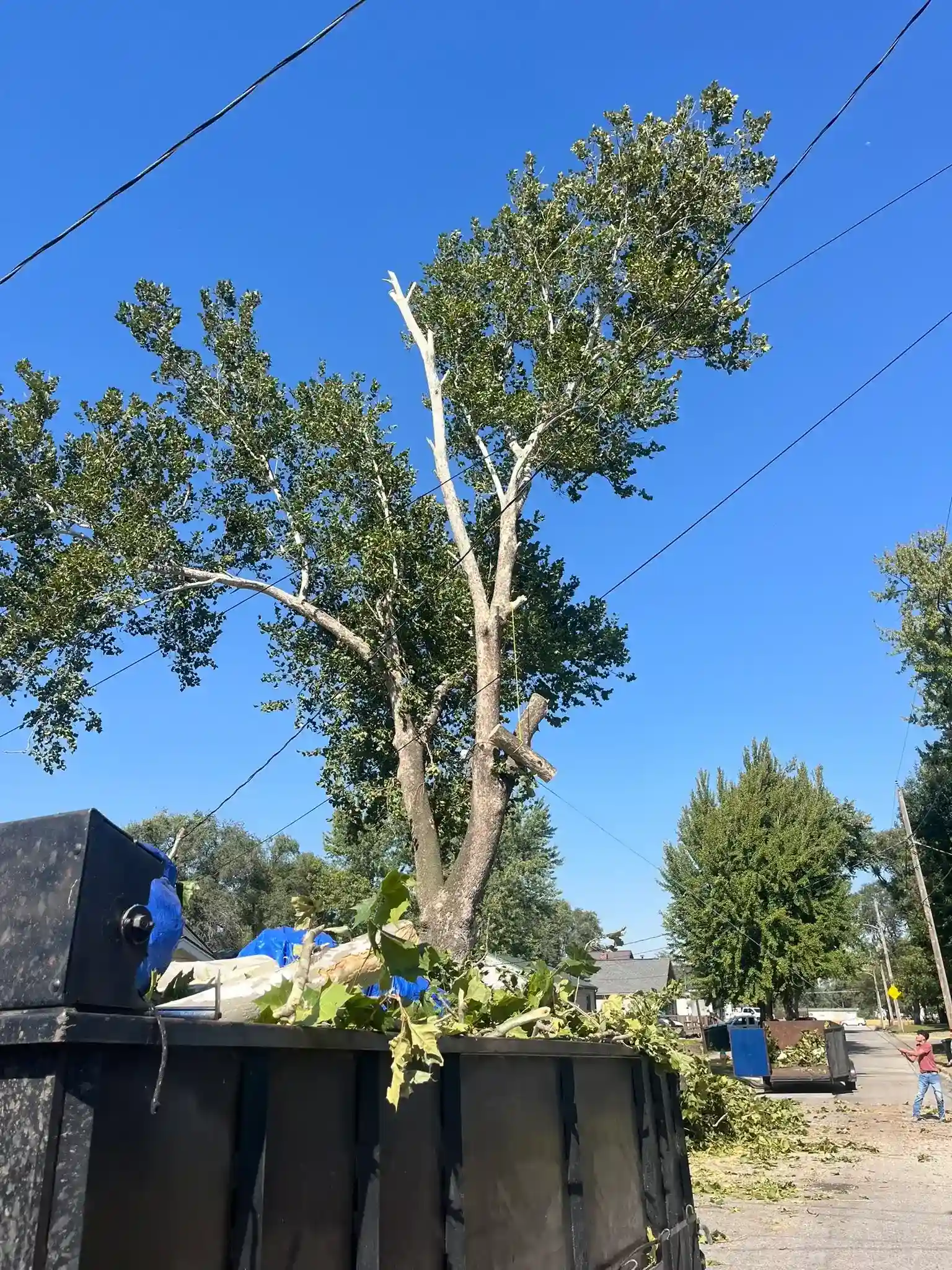 Tree 30