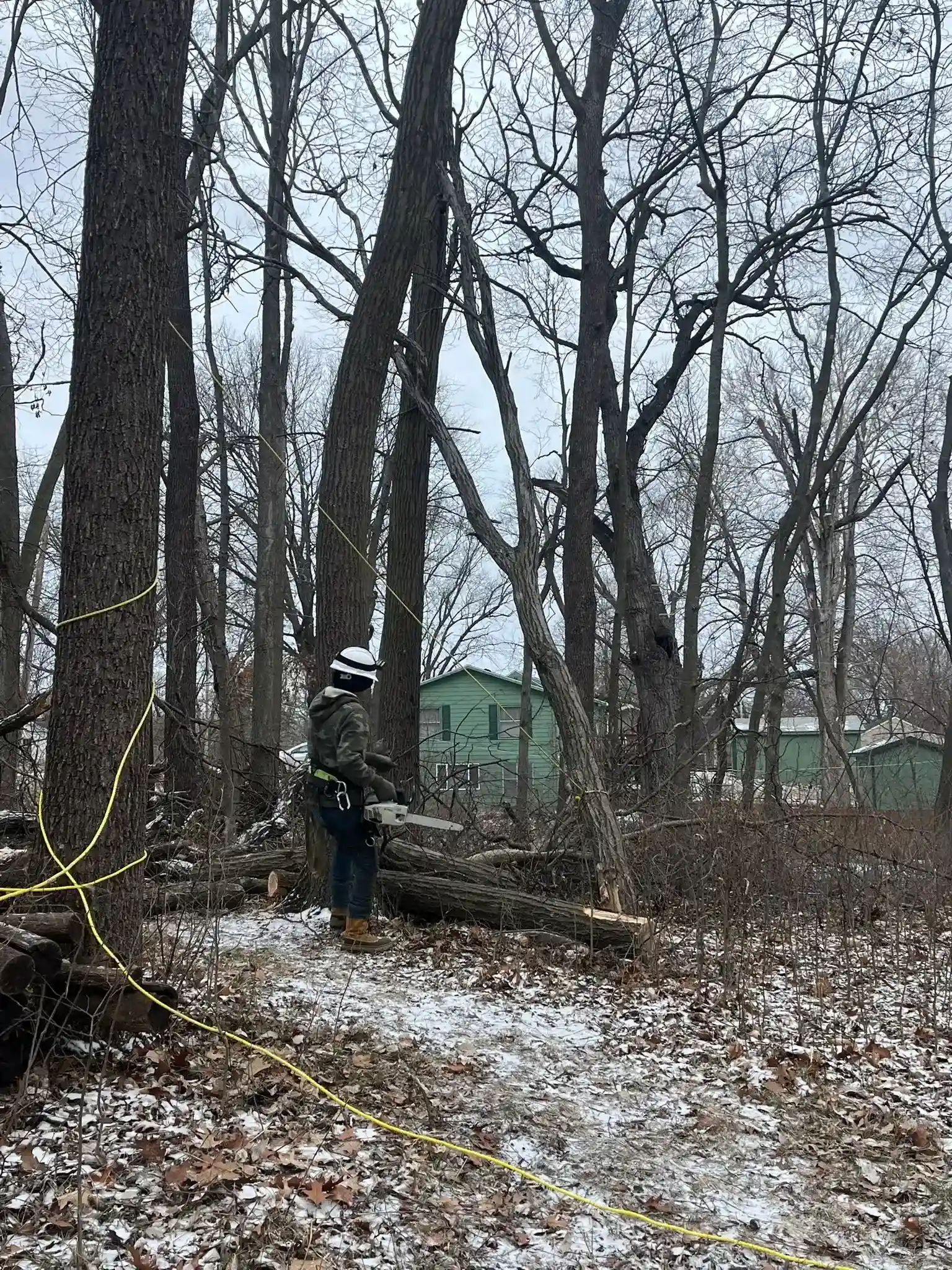 Tree 35