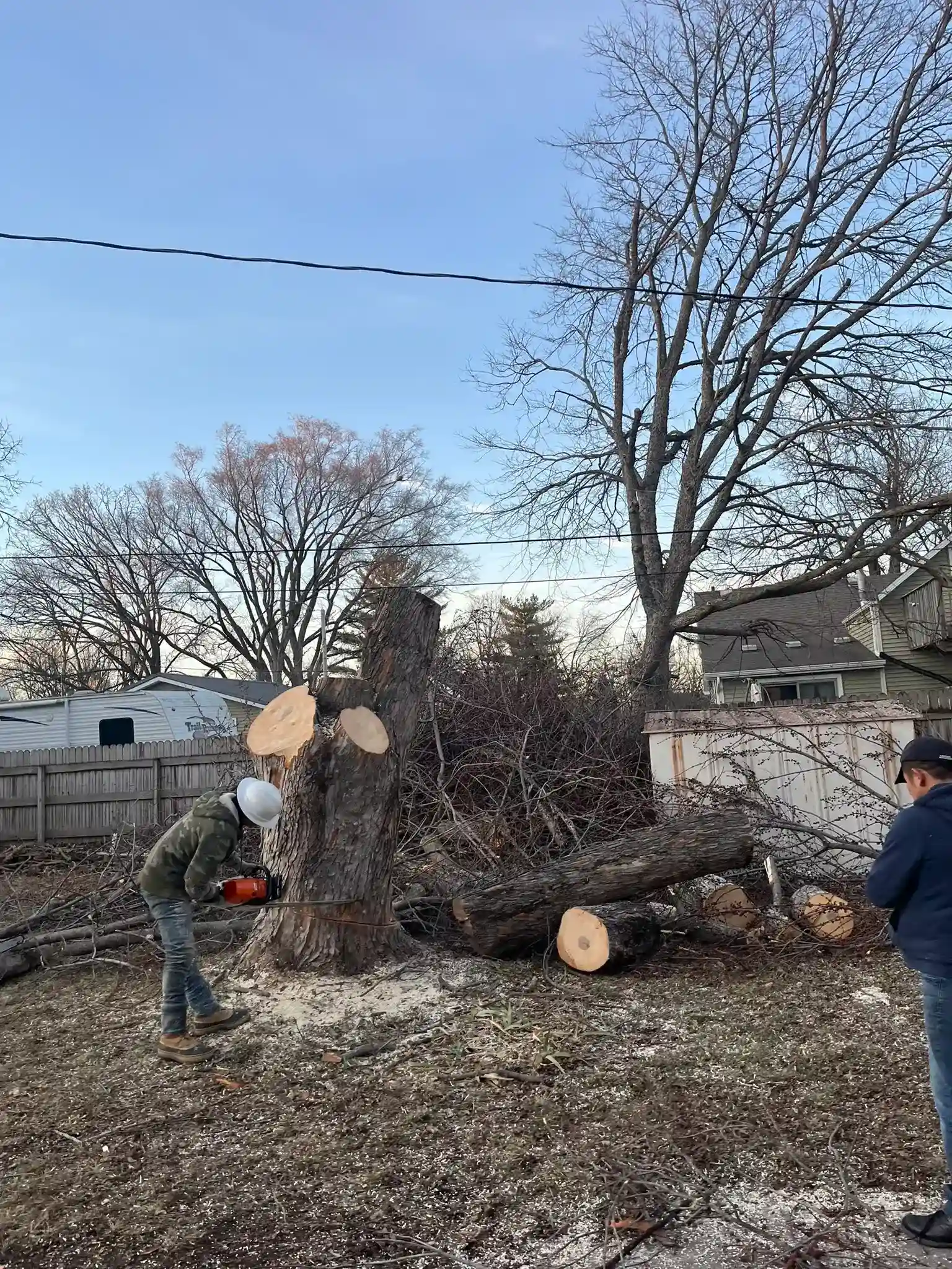 Tree 38